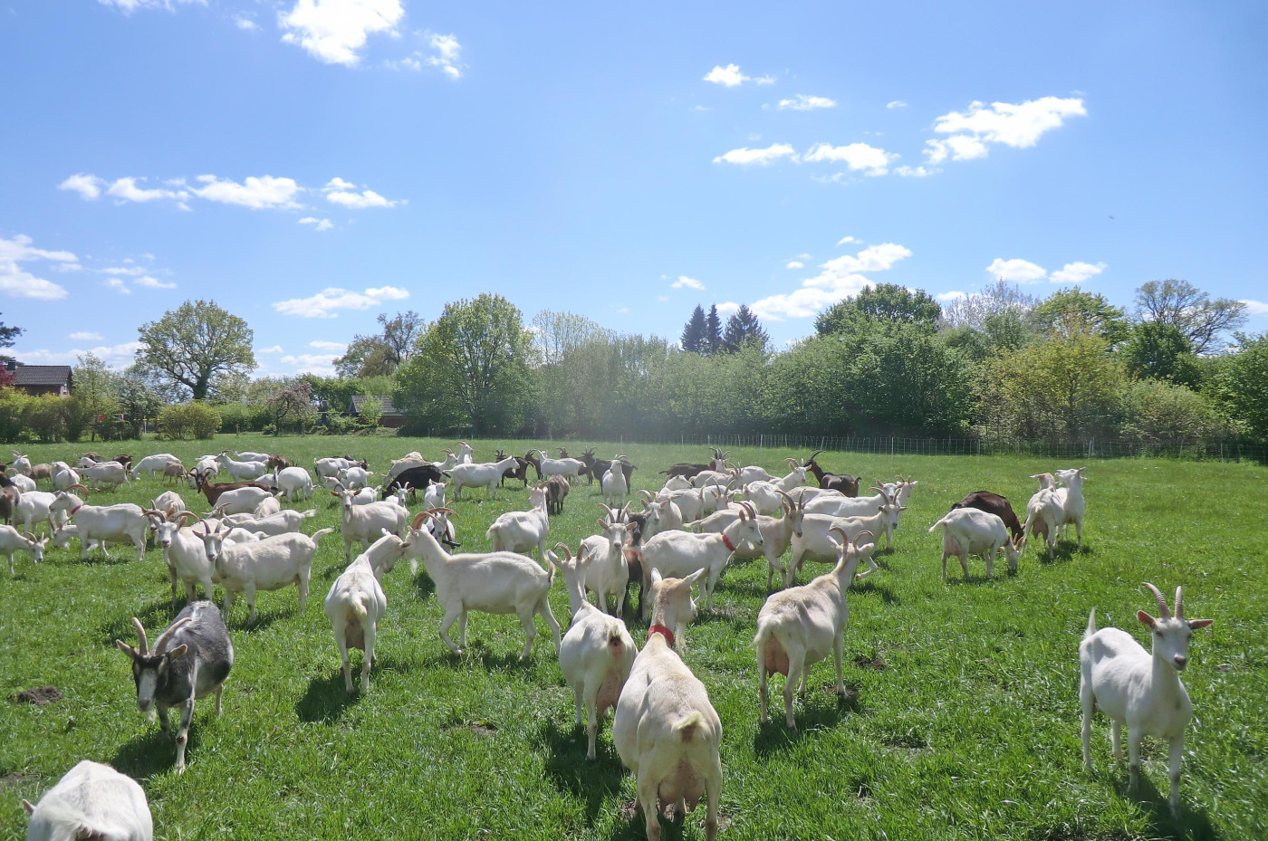 Eine Wiese mit Ziegen